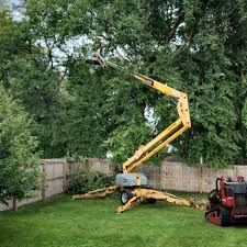 How Our Tree Care Process Works  in  Parkwood, CA