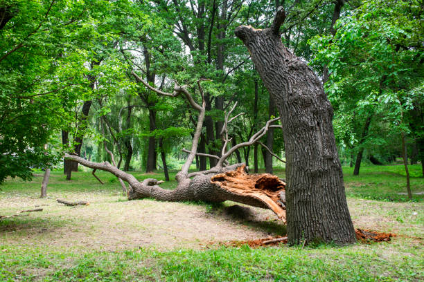 Parkwood, CA Tree Care Company